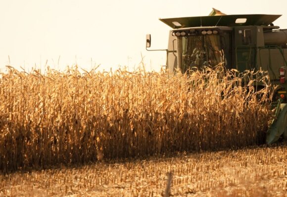 Tractor harvesting corn on a sunny fall day.