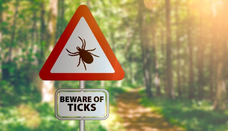 Ticks Are Back: First Aid for Bites and Prevention | Glacial Ridge ...