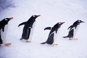 walking penguins