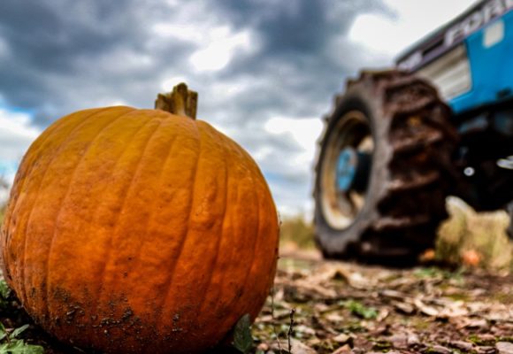 Web Pumpkin Blue Tractor Farm Harvest Safety