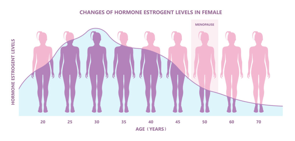 illustration of estrogen changes in women